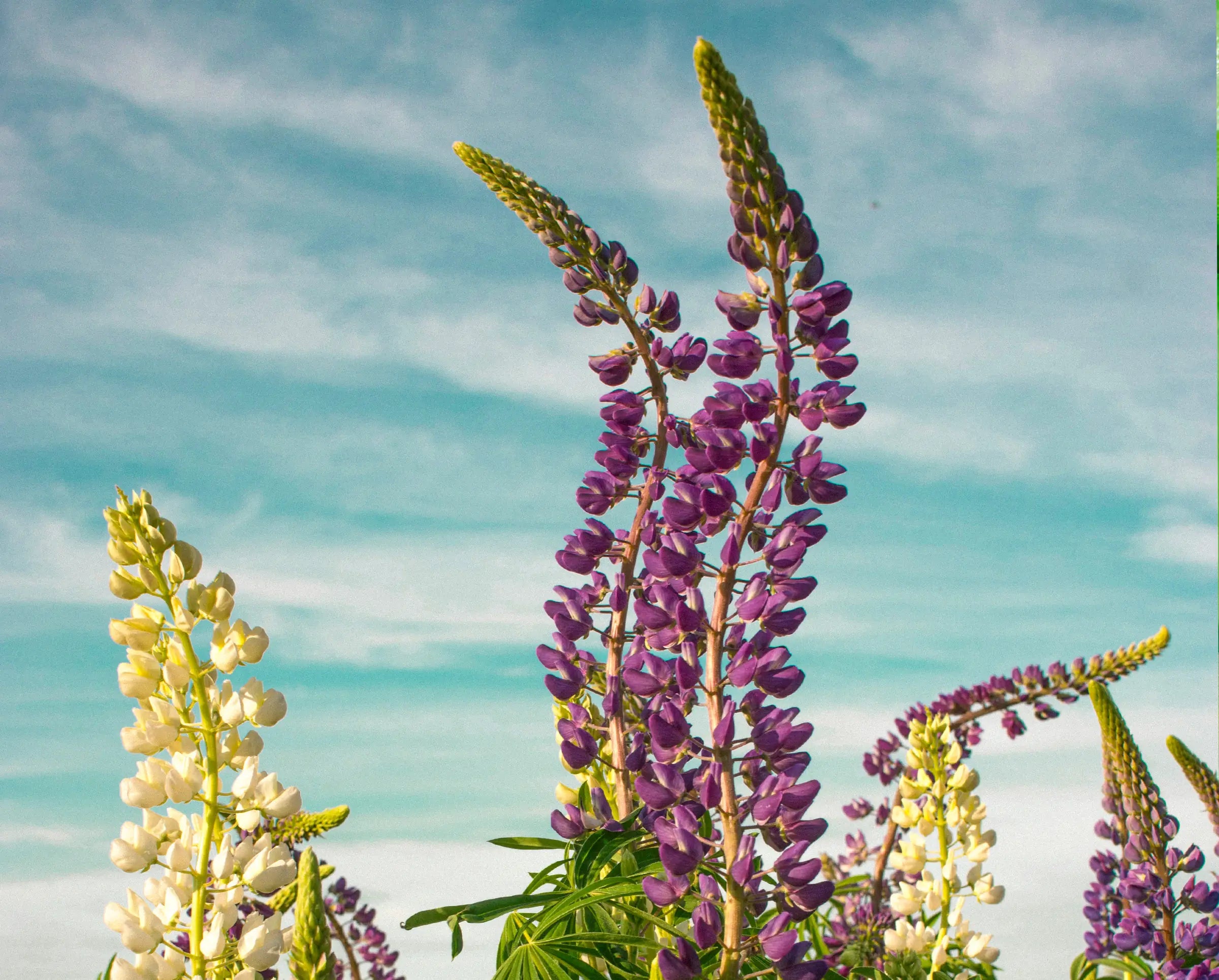 Natural skincare ingredients